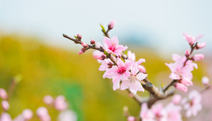 山亭桃花节在什么地方 桃花节是哪里的