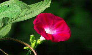 牵牛花是什么颜色 牵牛花是什么颜