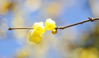 腊梅除虫方法（腊梅除虫方法有几种）