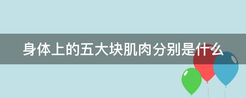 身体上的五大块肌肉分别是什么（身体