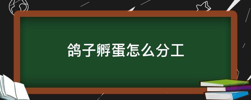 鸽子孵蛋怎么分工 鸽子孵蛋的规律