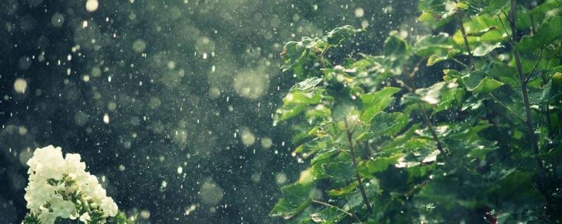 雨后无论是花草还是树木都怎么了 