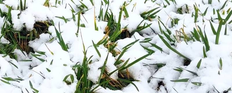 大雪兆丰年还是瑞雪兆丰年（瑞雪兆丰