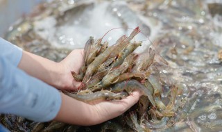 小河虾炒韭菜怎么做（小河虾炒韭菜怎