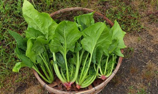 菠菜豆腐怎么炒 菠菜豆腐怎么炒窍