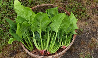 菠菜炒豆腐怎么做（怎样炒菠菜豆腐）